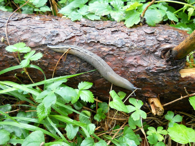 Limax aldrovandi Moquin-Tandon 1855 da Rocchetta Vara (SP)